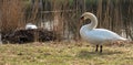 Swan pair breeds in nest