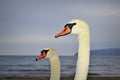 Swan pair closeup Royalty Free Stock Photo