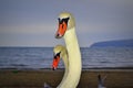 Swan pair closeup Royalty Free Stock Photo