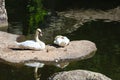 Swan pair on lake stony small islet