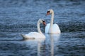 Swan pair on the lake in their nature habitat