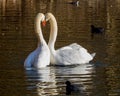 Swan pair in love in spring