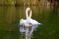 Swan pair in love in springtime on lake, reflections in water Royalty Free Stock Photo