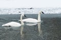 Swan Pair with Reflection in Icy River