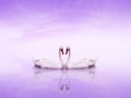 A swan pair on a rose background