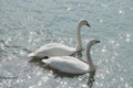 Swan Royalty Free Stock Photo