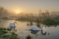 Swan Pair