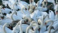 Swan party Royalty Free Stock Photo