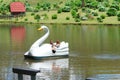 Swan pedal boat on the lake in a farm hotel, country side of Brazil