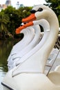 Swan Pedal Boat / Pedal Boat / Swan Pedal Boat Floating in Lake Royalty Free Stock Photo