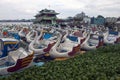 Swan pedal boats