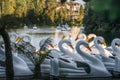 Swan Pedal Boats at Lago Negro Park Black Lake with - Gramado, Rio Grande do Sul, Brazil Royalty Free Stock Photo