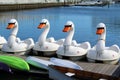Swan Pedal Boats Royalty Free Stock Photo