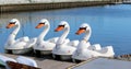 Swan Pedal Boats Royalty Free Stock Photo