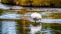 Swan perched on a sandbank upstream of the Cascades in the Firehole River in Yellowstone National Park Royalty Free Stock Photo