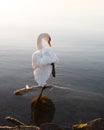a swan performing the toosie slide in thening sun Royalty Free Stock Photo