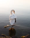 a swan performing the toosie slide in thening sun