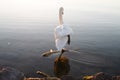 a swan performing the toosie slide in thening sun Royalty Free Stock Photo