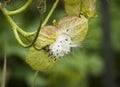 Swan plant seeds