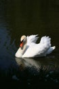 Swan on Pond