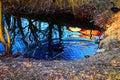 Swan in a pond Royalty Free Stock Photo