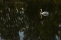 Swan on the pond. Bird on the water.