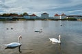 Swan in pond near Nymphenburg Palace. Munich, Bavaria, Germany Royalty Free Stock Photo