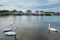 Swan in pond near Nymphenburg Palace. Munich, Bavaria, Germany Royalty Free Stock Photo