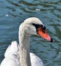 Swan portrait Royalty Free Stock Photo