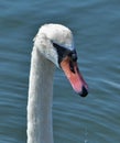 Swan portrait Royalty Free Stock Photo