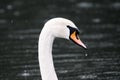 Swan Portrait Royalty Free Stock Photo