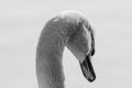 Swan Portrait Royalty Free Stock Photo