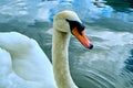 Swan portrait. Mute swan Cygnus olor gliding across Lake Hallstatt Austria in sunrise morning light. Amazing morning scene