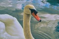 Swan portrait. Mute swan Cygnus olor gliding across Lake Hallstatt Austria in sunrise morning light.