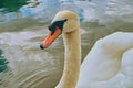 Swan portrait. Mute swan Cygnus olor gliding across Lake Hallstatt Austria in sunrise morning light. Amazing morning scene