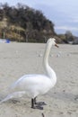 Swan pose on the beach Royalty Free Stock Photo