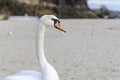 Swan pose on the beach Royalty Free Stock Photo