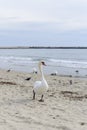 Swan pose on the beach Royalty Free Stock Photo