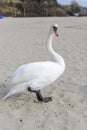 Swan pose on the beach Royalty Free Stock Photo