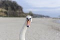 Swan pose on the beach Royalty Free Stock Photo