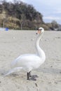 Swan pose on the beach Royalty Free Stock Photo