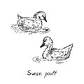 Swan poults, hand drawn doodle sketch with inscription Royalty Free Stock Photo