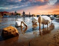 Swan in Prague.