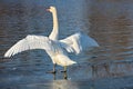 Swan preen Royalty Free Stock Photo