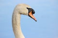 Swan Profile Royalty Free Stock Photo