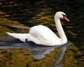 Swan Profile Swimming Royalty Free Stock Photo