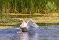 the swan protecting her young Royalty Free Stock Photo