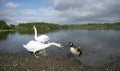 Swan Protecting Its Cygnets