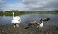 Swan Protecting Its Cygnets