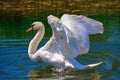 Swan Royalty Free Stock Photo